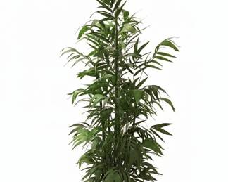 Artificial Bamboo Palm Plant