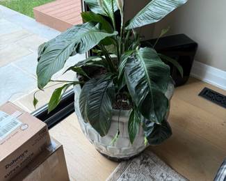 Several Plants
