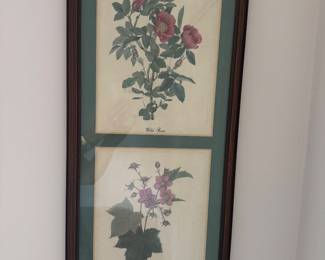 Vintage Botanical Prints