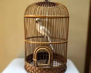 Bamboo Bird Cage with Decorative White Bird