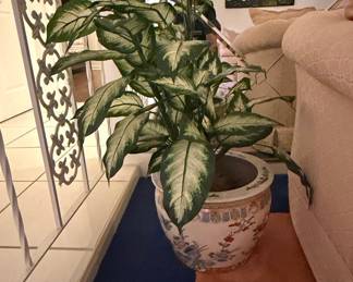 Dieffenbachia 'Camille' in Ceramic Planter