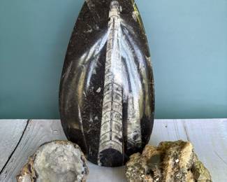fossils and geodes