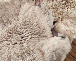 Fabulous Sheep Skin