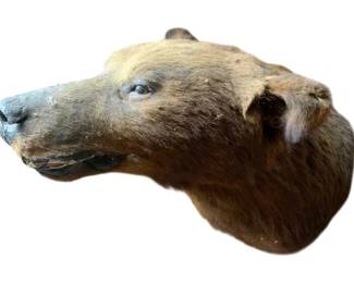 168 - Bear Head Taxidermy Mount 28"x20"x20" (Description): Bear head taxidermy mount featuring a brown bear with open mouth displaying teeth. The specimen shows the natural coloration with darker brown fur on the top and lighter tan fur around the muzzle area. The mount has a snarling expression with visible teeth and pink gums. Measures 28"x20"x20".