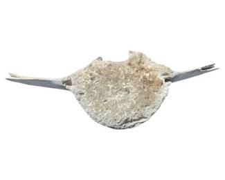 454 - Old Vertebrae Bone 8"x28"x9" (Description): An old vertebrae bone specimen, likely from a large animal. The bone displays natural weathering and patina consistent with age. Measures 8 inches by 28 inches by 9 inches.