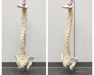 Lot #11 Lot of 2 Life Size Human Spine Anatomical Models Chiropractic Medical