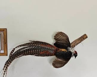 More taxidermy options