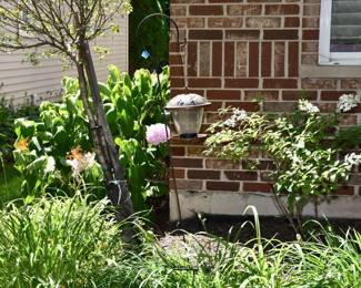 918Front Yard