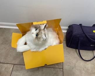 brand new toy cat