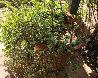 large potted Plant
