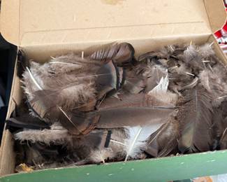 turkey feathers