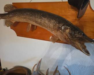 Fish mount