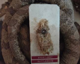Rattlesnake and head
