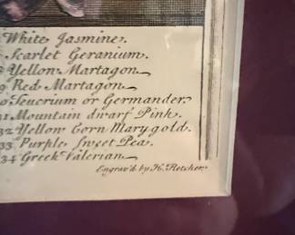 Botanical Print June Robert Furber Collection third image