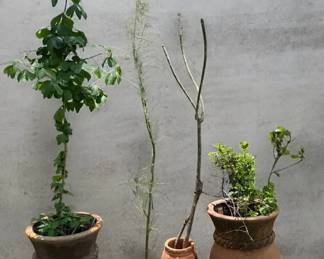 Trio of Vintage Terracotta Planters Strawberry Pot