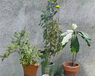 Eclectic Collection of Garden Planters Live Plants