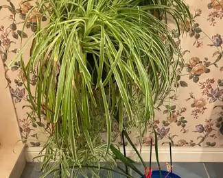 Live Spider Plant
