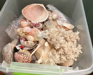 Mystery Lot of Seashells