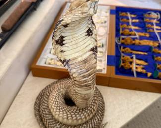Cobra snake