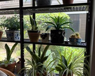 Live plants