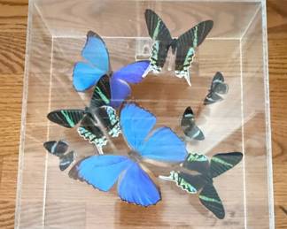 Framed Butterfly Collection
