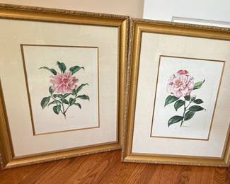 A. M. Trechslin Camellia Botanical Prints