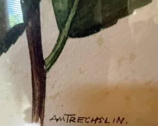 A. M. Trechslin Camellia Botanical Prints