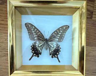 Framed Asian Swallowtail Butterfly Decor