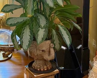 Chinese Evergreen Plant in Elephant Planter