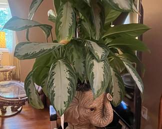 Aglaonema 'Silver Bay' in Elephant Planter
