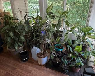 Assorted Potted Houseplants, Primarily Dieffenbachia