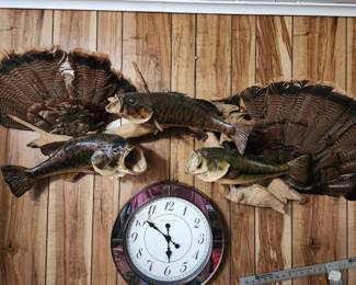 Taxidermy Fish