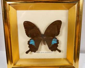 vintage framed real butterfly Papilio Paris Hermosanus, the Paris peacock insect