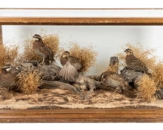 Beautiful quail taxidermy glass and wood coffee table.  ~47" w x 23" d x 20" h