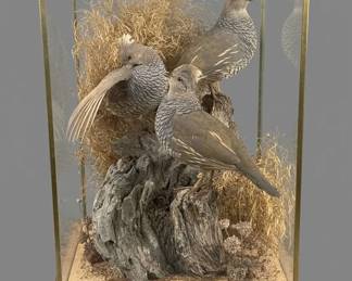 Beautiful quail taxidermy glass encased shelf display. 14" x 14" and 17.5" h