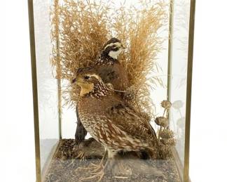 Beautiful quail taxidermy glass encased shelf display.  10" x10" and 13" h
