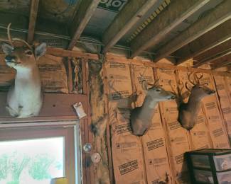 Deer mounts
