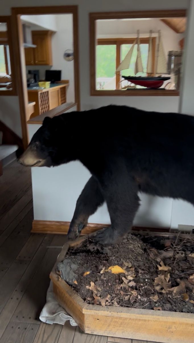 Full black bear mount