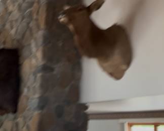 One bull elk and cow elk available
