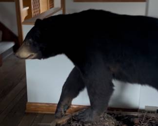 Full black bear mount