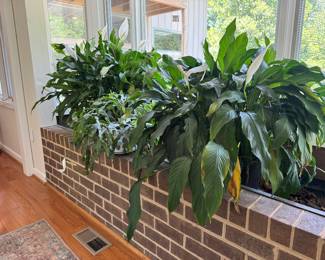 Large Collection of Healthy House Plants