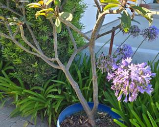 Plumeria