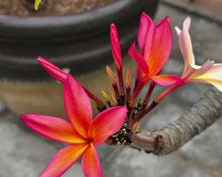 pink plumeria tree