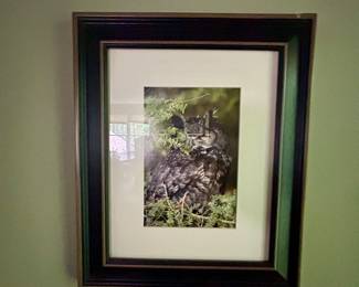 Framed Owl Wildlife Photograph