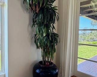 Potted Dracena