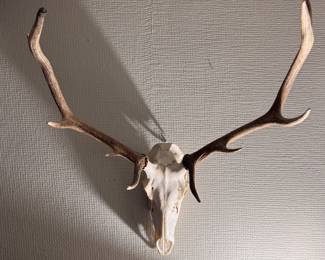 Deer Skull & Antler Mount. 