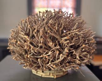 Dried Rose of Jericho in Planter. 