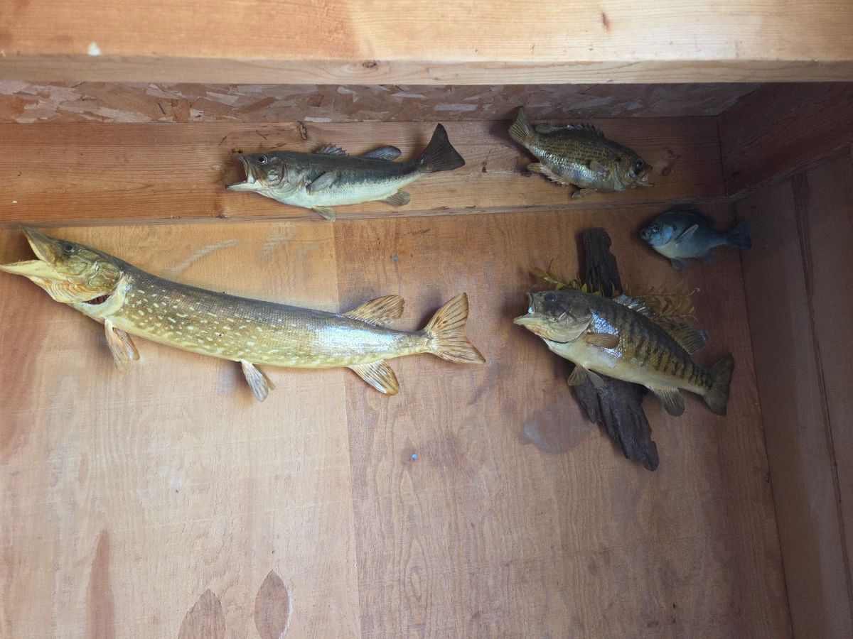 Taxidermy