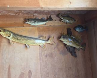 Taxidermy