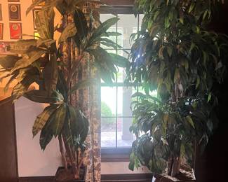 Large silk plants